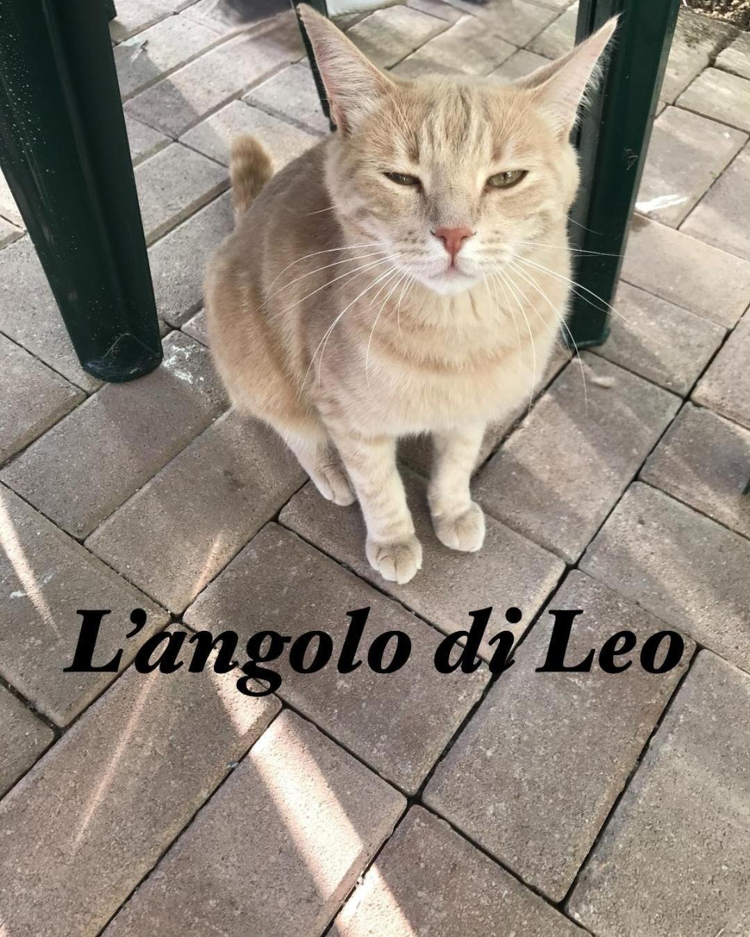 L'Angolo Di Leo Borgofranco d'Ivrea Exteriér fotografie